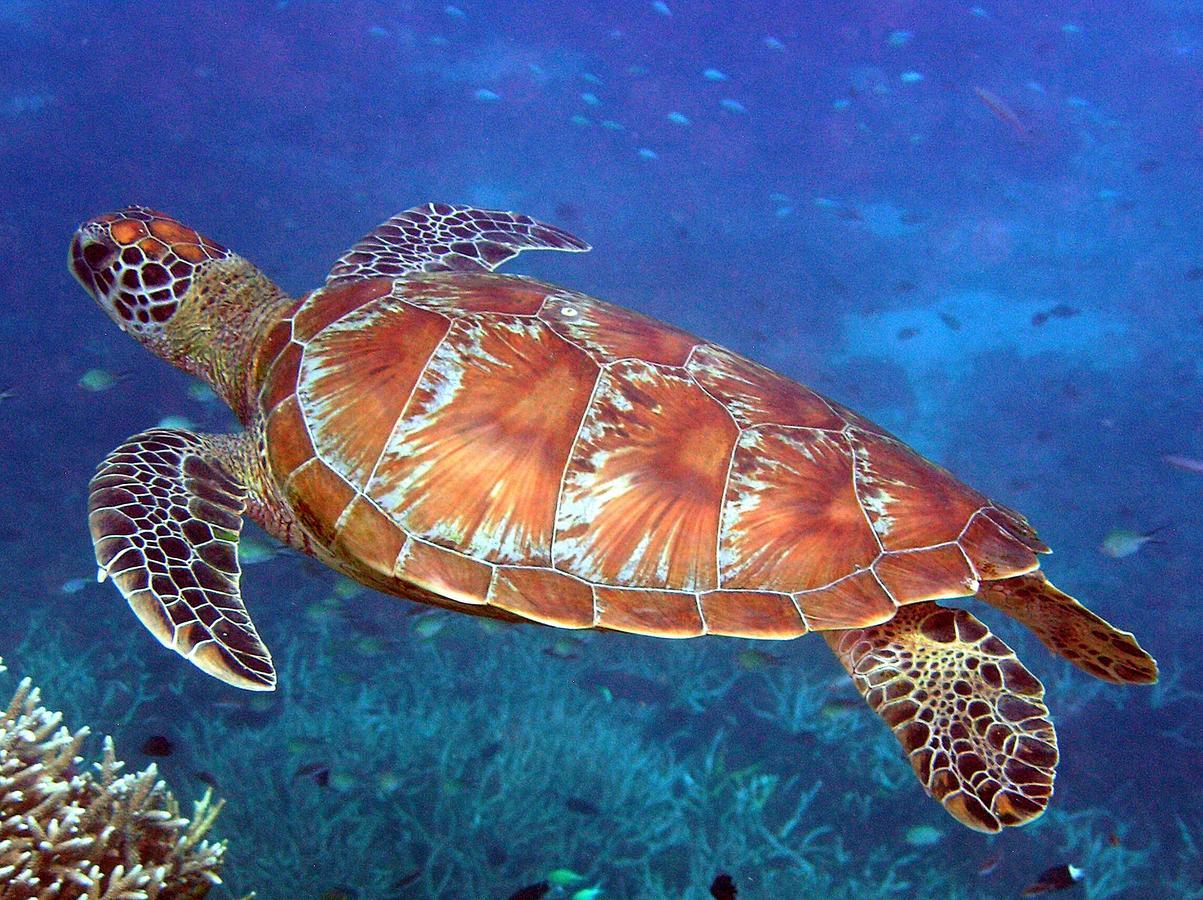 Reef Suite أغنيس ووتر المظهر الخارجي الصورة